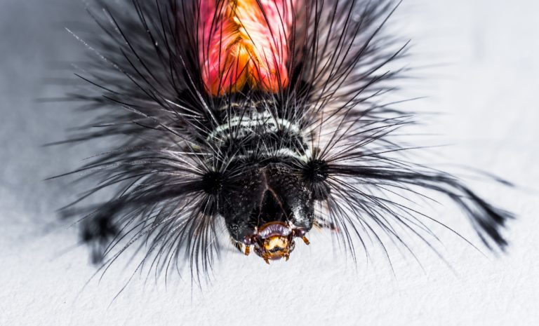 animal-caterpillar-close-up